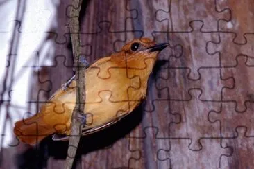 Attila color cannella jigsaw puzzle