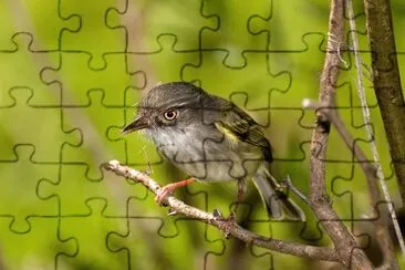 פאזל של Hemitriccus margaritaceiventer