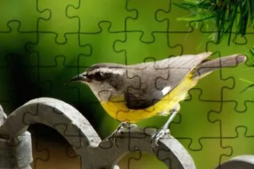 Coereba flaveola