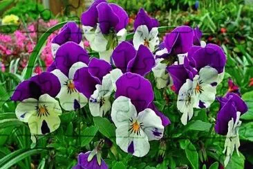 flores