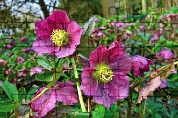 flores