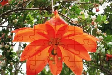 פאזל של flores