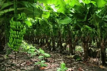 Planta de bananas