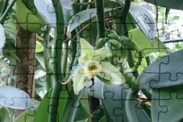 Planta de vainilla