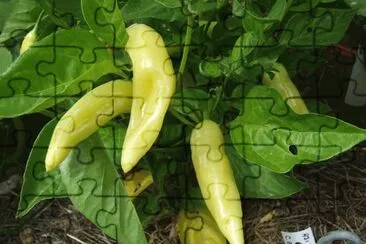 Aji verde jigsaw puzzle