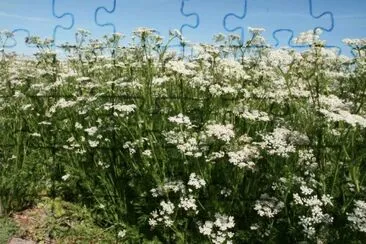 La planta del comino jigsaw puzzle