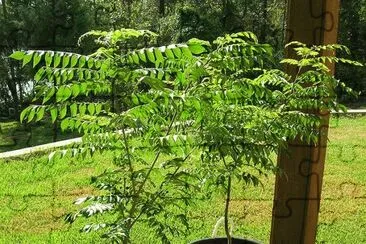 Arbol del curry jigsaw puzzle