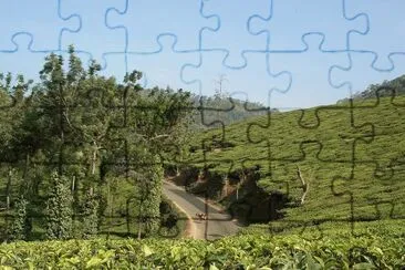 Una plantacion de te jigsaw puzzle