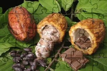 Cacao jigsaw puzzle