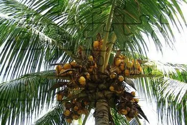 Palmera con cocos jigsaw puzzle