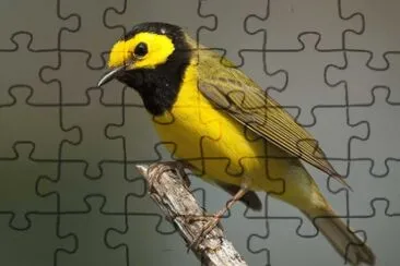 Vermivora bachmanii