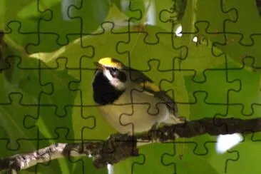 Vermivora chrysoptera jigsaw puzzle