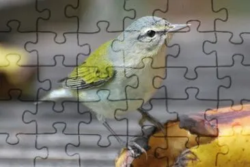 Vermivora peregrina jigsaw puzzle