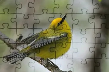 Vermivora pinus jigsaw puzzle