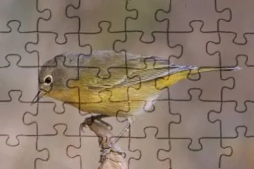 Vermivora ruficapilla