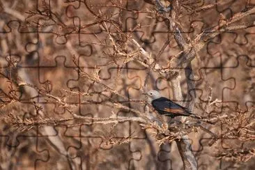 Storno di socrota jigsaw puzzle