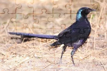 Storno splendido di meves jigsaw puzzle