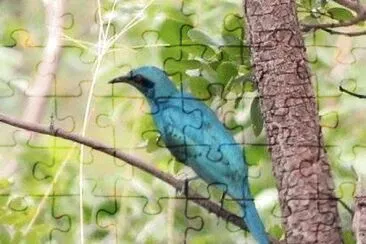 Storno splendido codaacuta jigsaw puzzle
