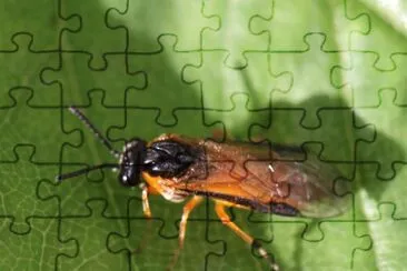 Athalia circularis
