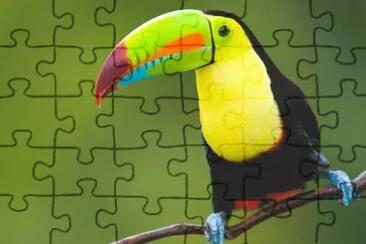 Oiseau jigsaw puzzle