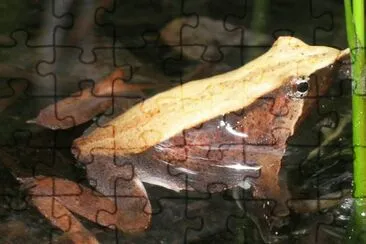 Di darwin