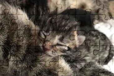פאזל של KITTEN