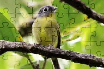 Piprite testagrigia