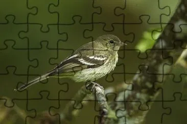 Elenia montana jigsaw puzzle