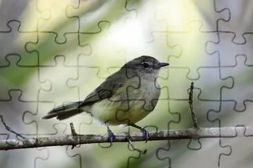 Elenia verdastra jigsaw puzzle