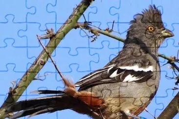 Phytotoma rutila jigsaw puzzle