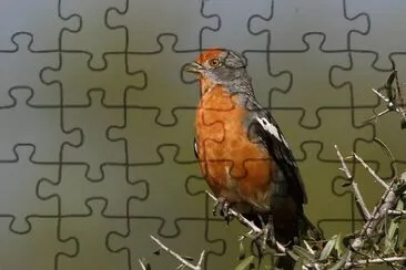 Phytotoma rutila jigsaw puzzle