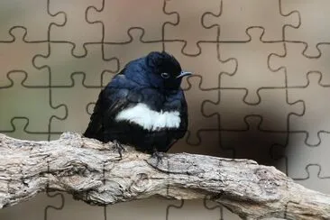 Atticora fasciata jigsaw puzzle