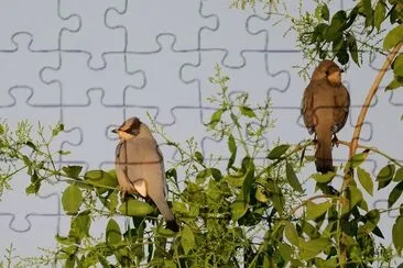 Grey hypocolius jigsaw puzzle