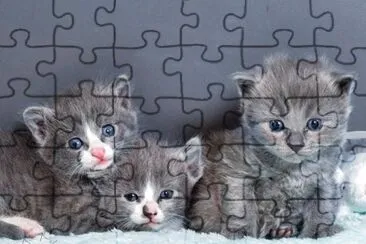kits jigsaw puzzle