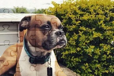 hermoso amigo jigsaw puzzle