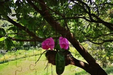 linda orquidea jigsaw puzzle