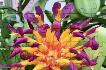 פאזל של flores