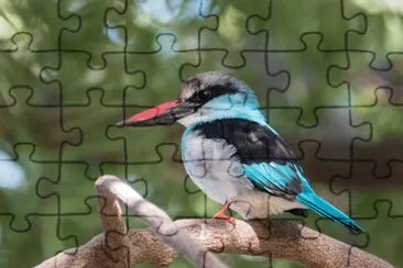 Blue breasted king fischer jigsaw puzzle