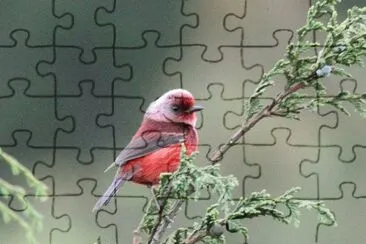Pink headed warbler