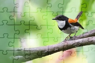 Ficedula timorensis jigsaw puzzle