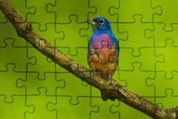 Passerina rosata jigsaw puzzle