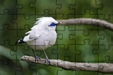 Bali myna jigsaw puzzle