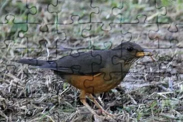 Tordo olivaceo jigsaw puzzle