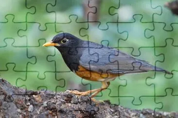 Tordo pettonero jigsaw puzzle