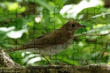 Tordo di baird jigsaw puzzle