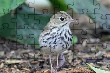 Tordo acquaiolo fornaio