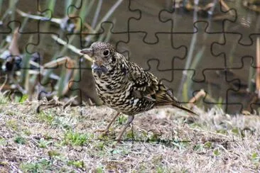 Tordo squamato erasiatico