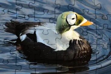 Edredone dagli occhiali jigsaw puzzle