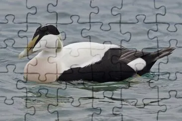 Edredone jigsaw puzzle
