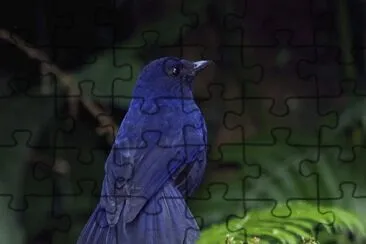 Tordo fischiatore della sonda jigsaw puzzle